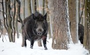 Wild Hog Hunting in Pennsylvania