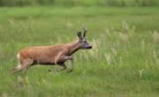 How to Fend Off a Charging Deer