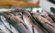Tips on Using Sardines as Bait for Fishing