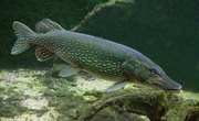 How to Build a Fish Decoy