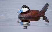 Types of Ducks in South Carolina