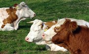 How to Make Money Buying & Selling Cattle