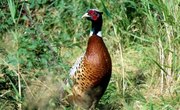 How to Make a Pheasant Trap