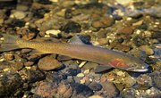 How to Determine Trout Gender