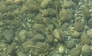How to Raise Minnows for Profit