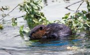 How to Tan Beaver Pelts