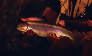 What Do Trout Eat in the Winter?