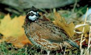 How to Raise Quails With Chickens