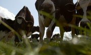 How to Feed Carrots to Cattle