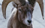 How to Trim Sheep Horns
