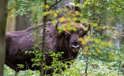 Differences Between Bison & Cattle