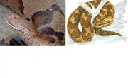 How to Repel Copperhead Water Moccasins