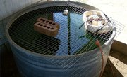 Raising Bait Fish