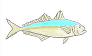 How to Catch Cigar Minnows With Gold Hooks