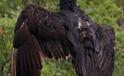 What Does a Buzzard Look Like?