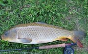 How to Make a Rice Carp Bait 
