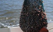 The Best Time & Place to Catch Shrimp on the Texas Coast