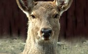 How to Make Synthetic Deer Urine