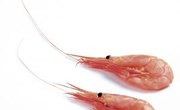 How to Cure Bait Shrimp