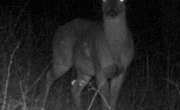 Moultrie Camera Instructions