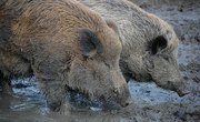 The Razorback Hog's Natural Habitat