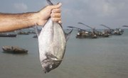 How to Make a Pompano Rig