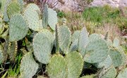 Can Humans Drink the Water Out of a Cactus?