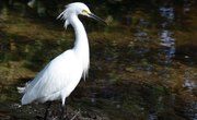 How to Tell the Difference Between a Male and Female Snowy Egret