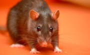 How to Build a Snare Trap for Rats