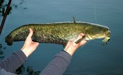 How to Catch Catfish in the California Delta