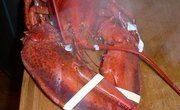 Lobster Fishing in New Jersey