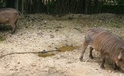 Hog Hunting in Vinton County, Ohio