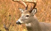 How to Attach a European Deer Mount to Wood