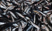 How to Trap Minnows in the Winter