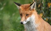 How to Tan a Fox Fur