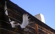 How to Clean Moose Antlers