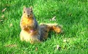 Squirrel Hunting in Texas