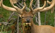 The Best Elk Hunting Regions in Idaho