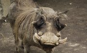 Alabama Laws on Feral Hog Hunting