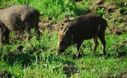 Boar Hunting in Wisconsin