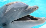 Cheap Places to Swim With Dolphins in Florida