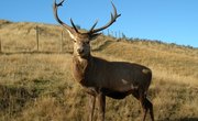 How to Build a Hunting Blind Using Spray Foam Insulation