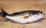 How to Build Your Own Wood Bass Boat