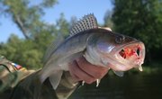 Where Can I Purchase Live Walleye Fingerlings for Stocking My Pond?
