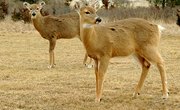 How to Salt a Deer Hide