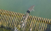 How to Tell the Difference Between a Male & Female Steelhead