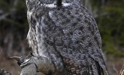 How to Build an Owl Trap