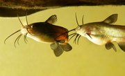 How to Build Wire Catfish Traps