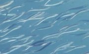 How to Raise Wild Shiners