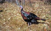 Roosting Habits of Wild Turkeys